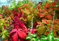 Coleus hybridus Coleus