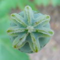 Immature crowning opium poppy, top view