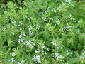 Thumbnail for version as of 09:58, 23 October 2007