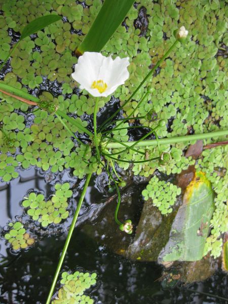File:IMG 0986 bbg09.jpg