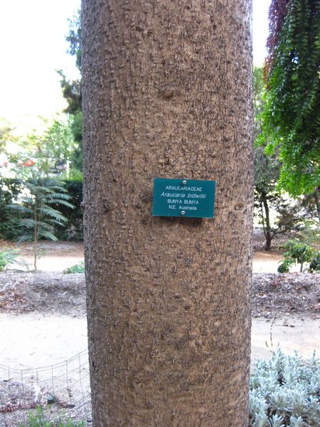 File:IMG 2616 ucla09.jpg