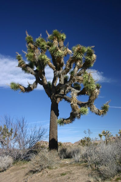 File:Joshua Tree in Joshua Tree National Park.jpg