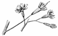 Thumbnail for version as of 09:45, 29 April 2025