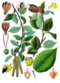 19th century illustration