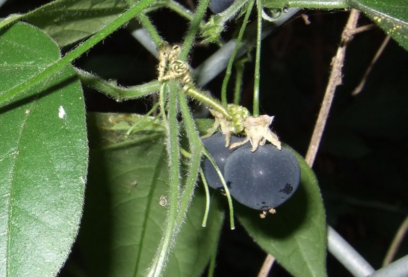 File:Passiflora suberosa (fruit).jpg