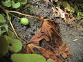 Thumbnail for version as of 16:33, 22 October 2007