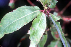 Peachleaf Willow (leaves)
