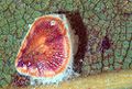 Scale insect under a laurel leaf