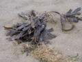 Seaweed is used as a fertiliser