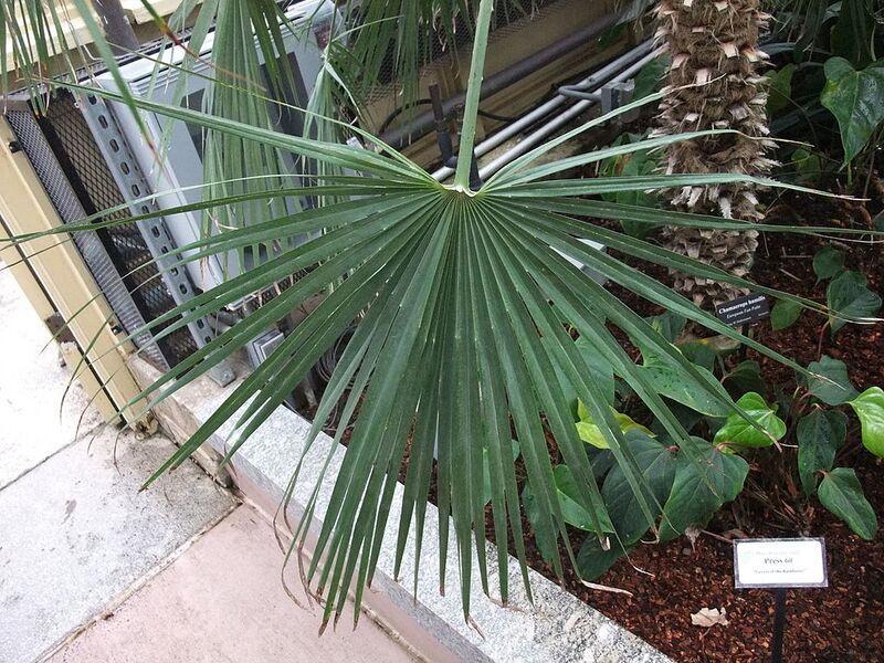 File:1024px-ChamaeropsHumilisLeaf.jpg