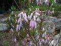 Thumbnail for version as of 09:04, 29 April 2025