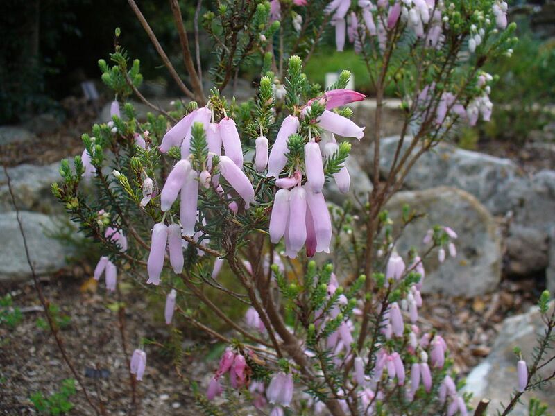 File:1024px-Erica baueri subs gouriquae flowers.JPG