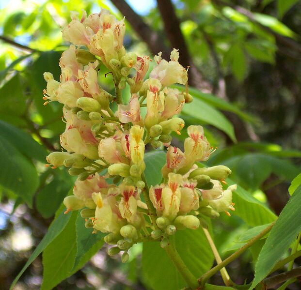 File:1061px-Aesculus flava.jpg