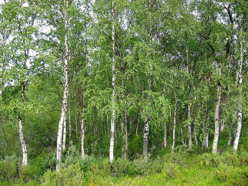 File:1280px-Betula pendula Finland.jpg