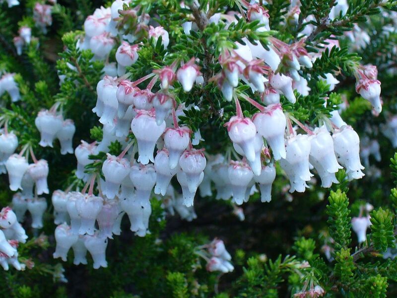 File:1280px-Erica glomiflora flower.JPG