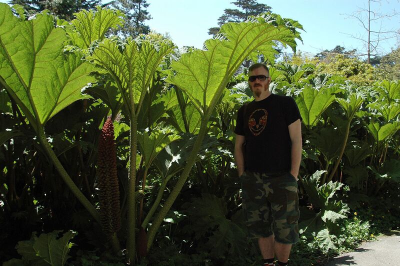 File:1280px-Gunnera tinctoria 2.jpg