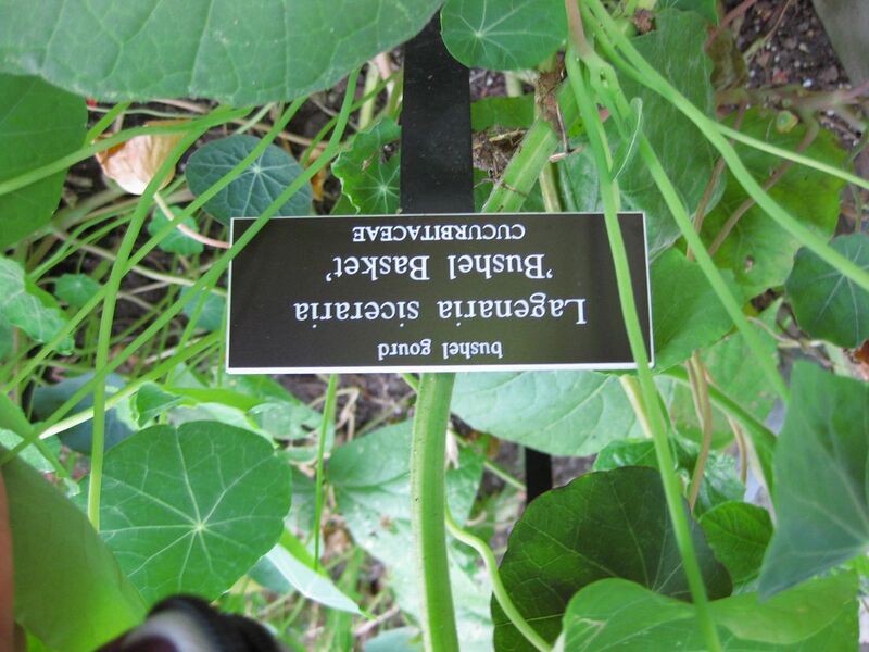 File:1280px-IMG 0395 nybg09.jpg