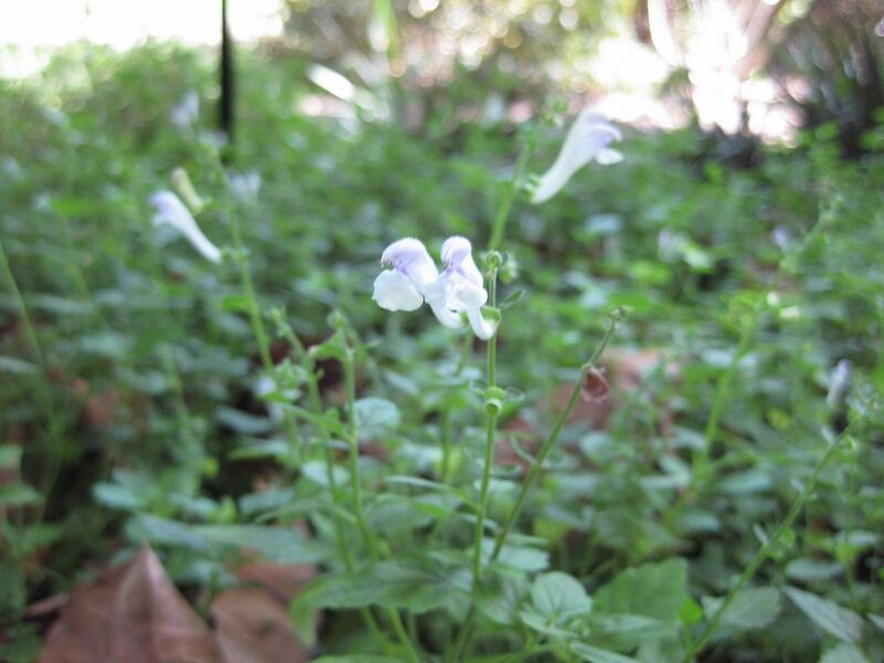 File:1280px-IMG 2011 hunt09oct.jpg