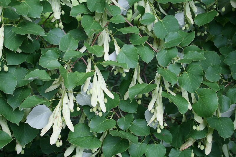 File:1280px-Tilia oliveri JPG1Fe.jpg
