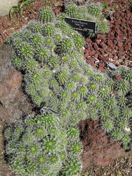 File:576px-IMG 2490 hunt0903.jpg