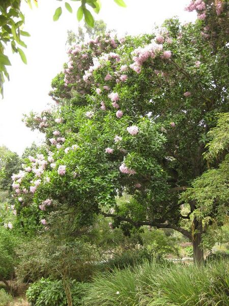 File:576px-IMG 6968 hunt09jun.jpg