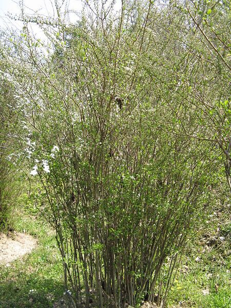 File:576px-Spiraea prunifolia3.jpg