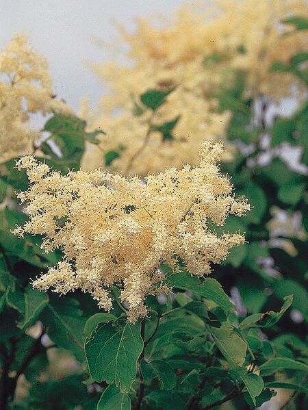 File:577px-Syringa reticulata USDA1.jpg
