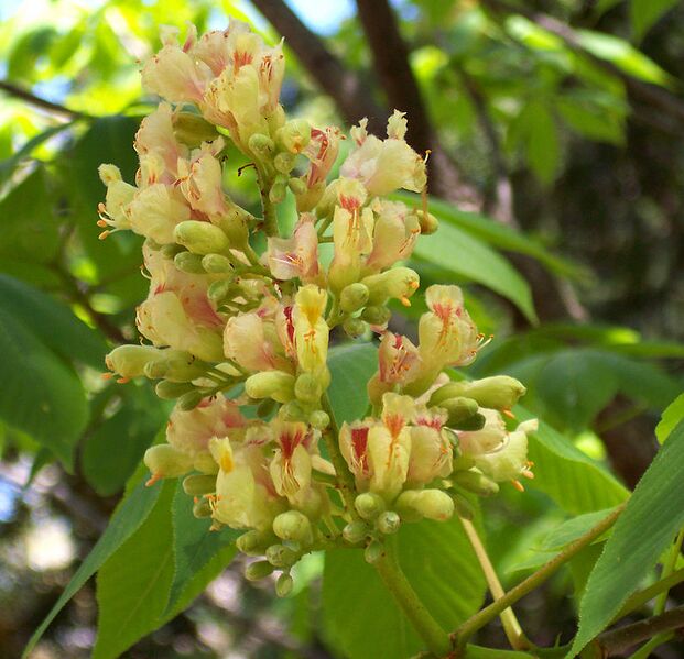 File:796px-Aesculus flava.jpg