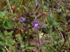 Acinos arvensis