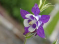 Aquilegia hybrid cultivar 'Blue Butterflies'