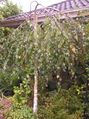 Betula pendula Youngii