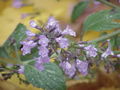 Thumbnail for version as of 07:12, 19 December 2007