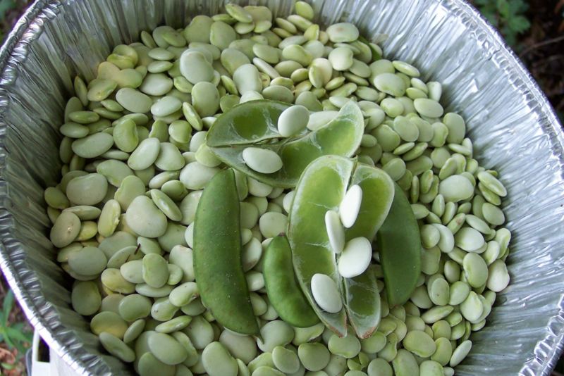 File:Cangreen.jpg