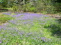 A patch of Creeping phlox