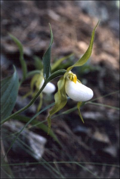 File:Cypripedium montanum b.jpg