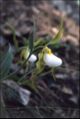 Yellow flowered Mountain Lady's Slipper