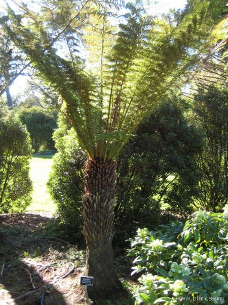 File:Dicksonia antarctica-tasmanian tree fern-IMG 6981 sfbg0308.jpg
