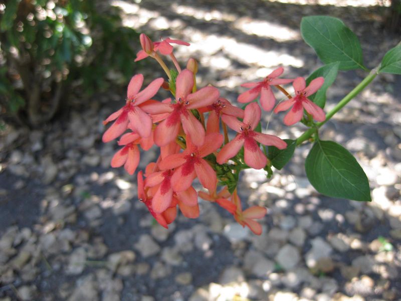File:IMG 1939 hunt09oct.jpg