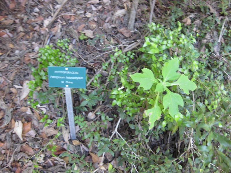 File:IMG 2429 ucla09.jpg
