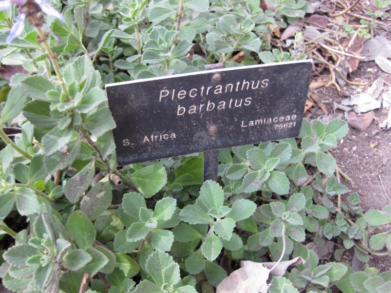 File:IMG 5147 hunt0904.jpg