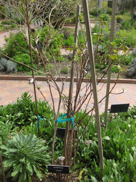 File:IMG 5245 hunt0904.jpg