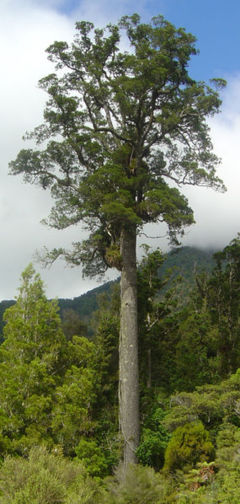 Mature Kahikatea tree