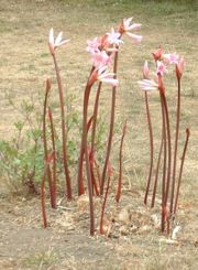 Naked Ladies
