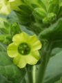 Thumbnail for version as of 05:30, 25 August 2007