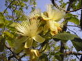 Thumbnail for version as of 12:11, 15 November 2007