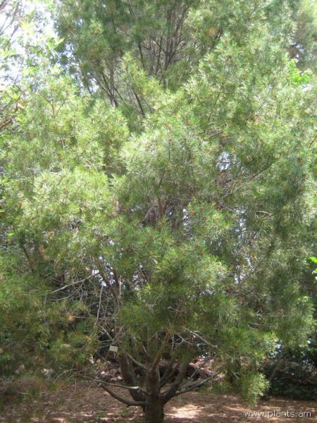 File:Pinus michoacana-IMG 3075 lokrun.jpg