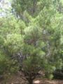 pinus michoacana
