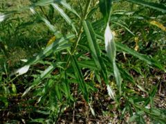 Common Osier foliage