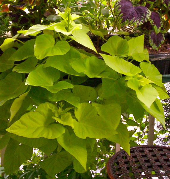 File:Sweet Potato.jpg