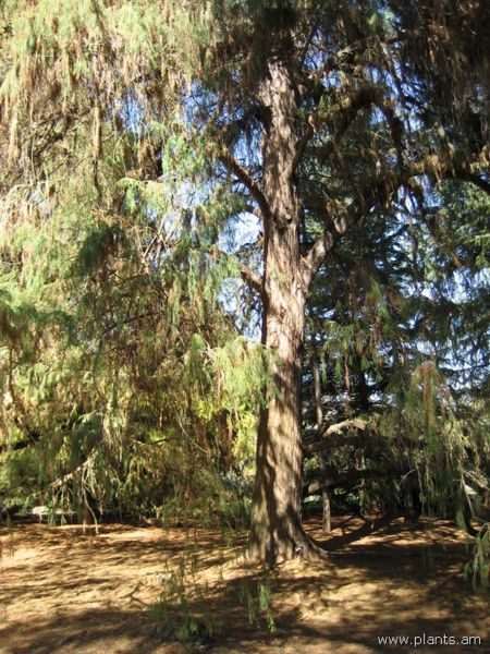 File:Taxodium mucronatum-montezuma cypress-IMG 0592 hunt07.jpg